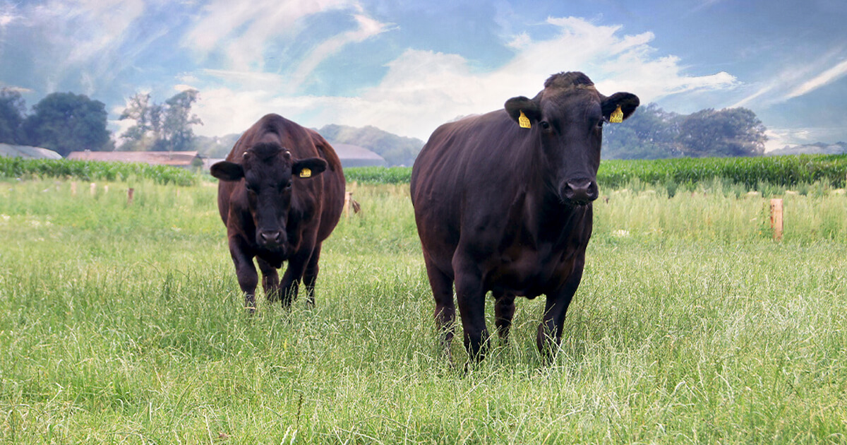 Wagyu-Rinder auf der Weide an der Berkel